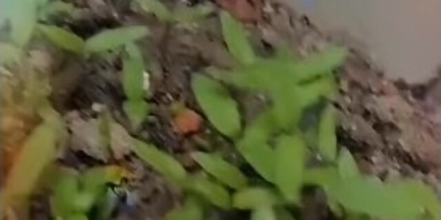 fetish,hardcore,retro,rough,sex,toys,vintage,webcam