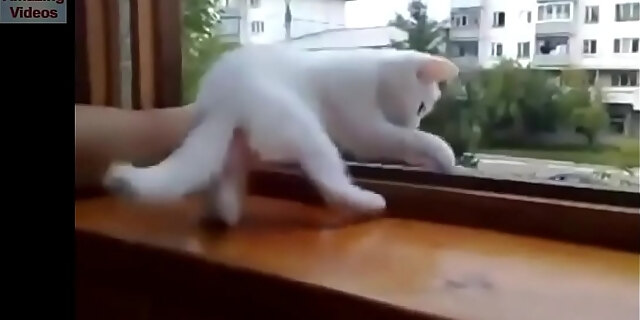 femdom,hardcore,pussy