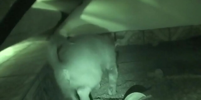 babes,big tits,blonde,boobs,busty,fetish,photoshoot,pornstar,solo,striptease,tease