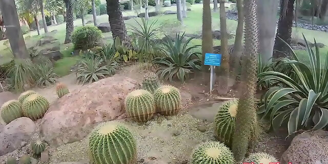 amateur,asian,blowjob,doggystyle,hardcore,outdoor,pov,thai