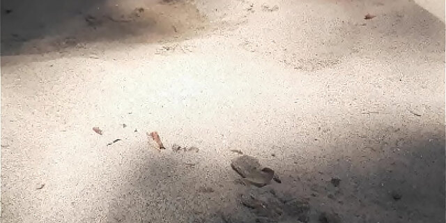 amateur,beach,femdom,public,pussy,wife